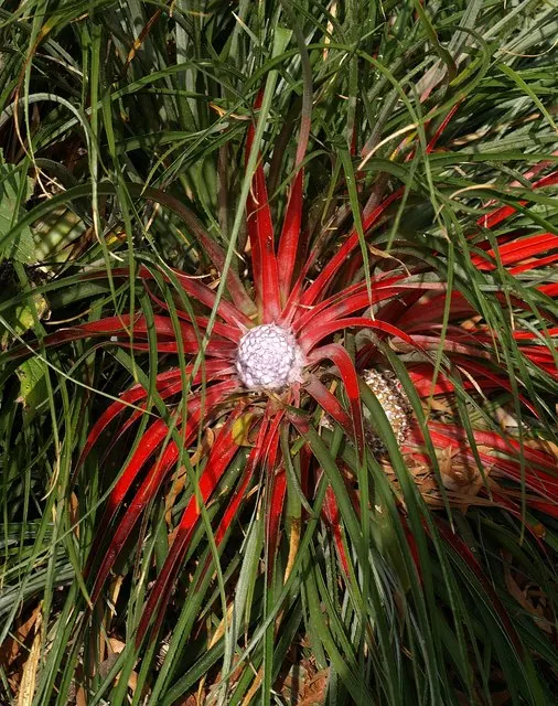 King Of The Bromeliads (Vriesea Hieroglyphica) — This epiphytic specimen prefers humid conditions