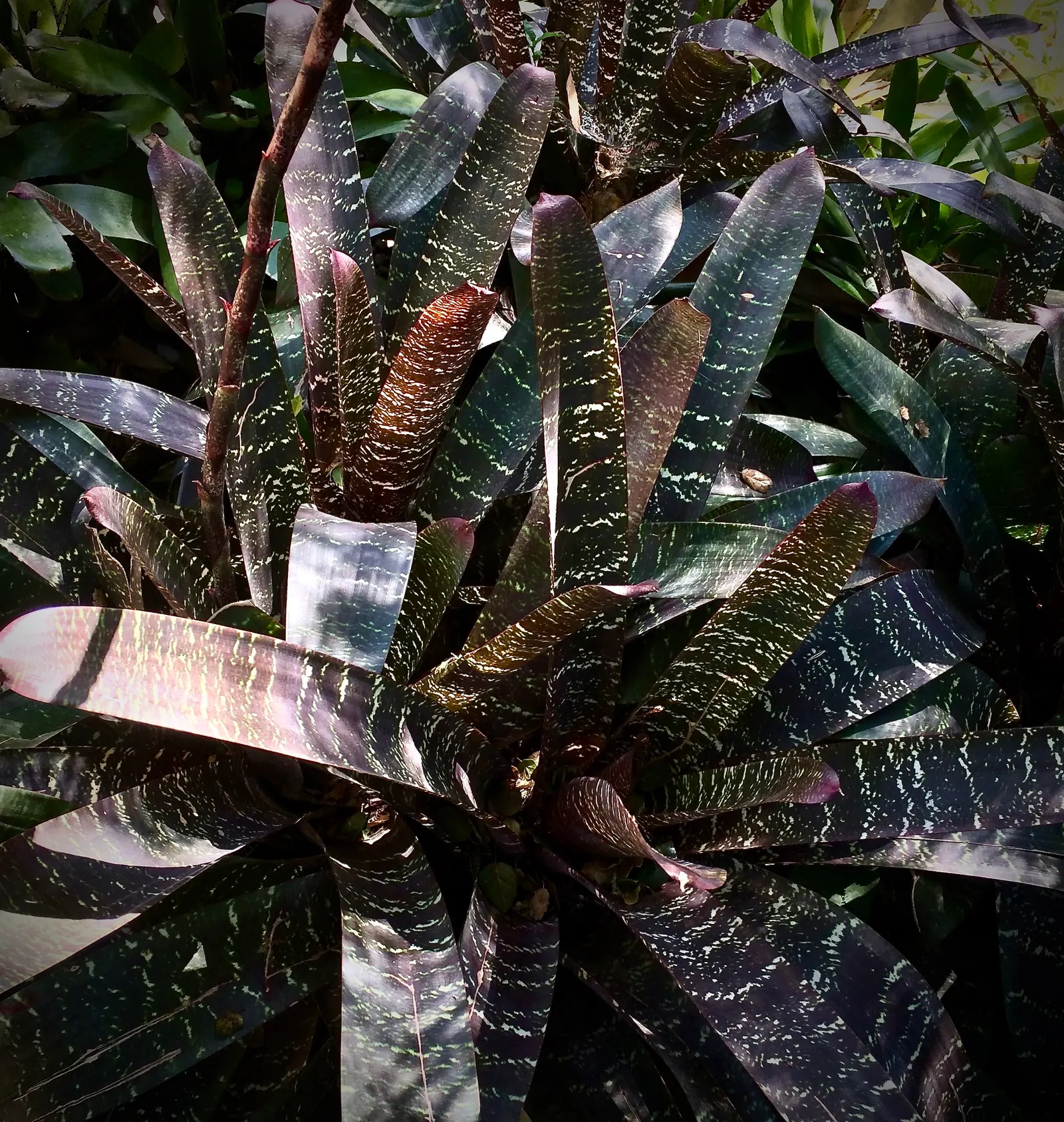 King Of The Bromeliads (Vriesea Hieroglyphica) — lauded as the "King of the Bromeliads," presents a regal addition to any garden with its distinctive