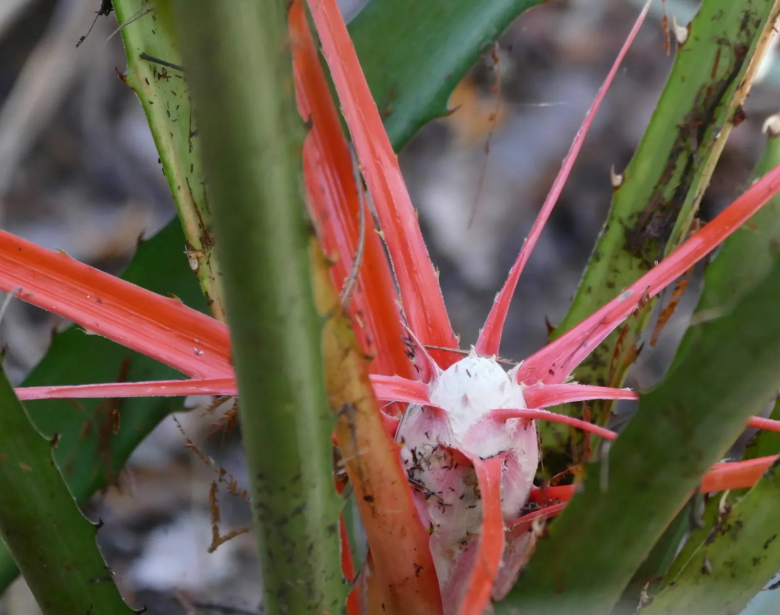 King Of The Bromeliads (Vriesea Hieroglyphica) — Vriesea hieroglyphica, the "King of Bromeliads," is a striking tropical plant; ideal for USDA, image 47