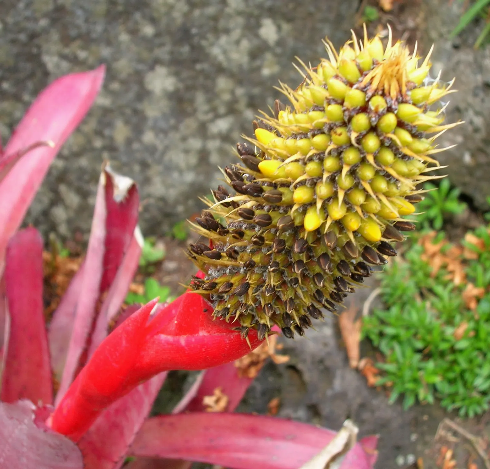 King Of The Bromeliads (Vriesea Hieroglyphica) — with unique hieroglyphic patterns; yet it will also produce a modest bract that blooms infrequently