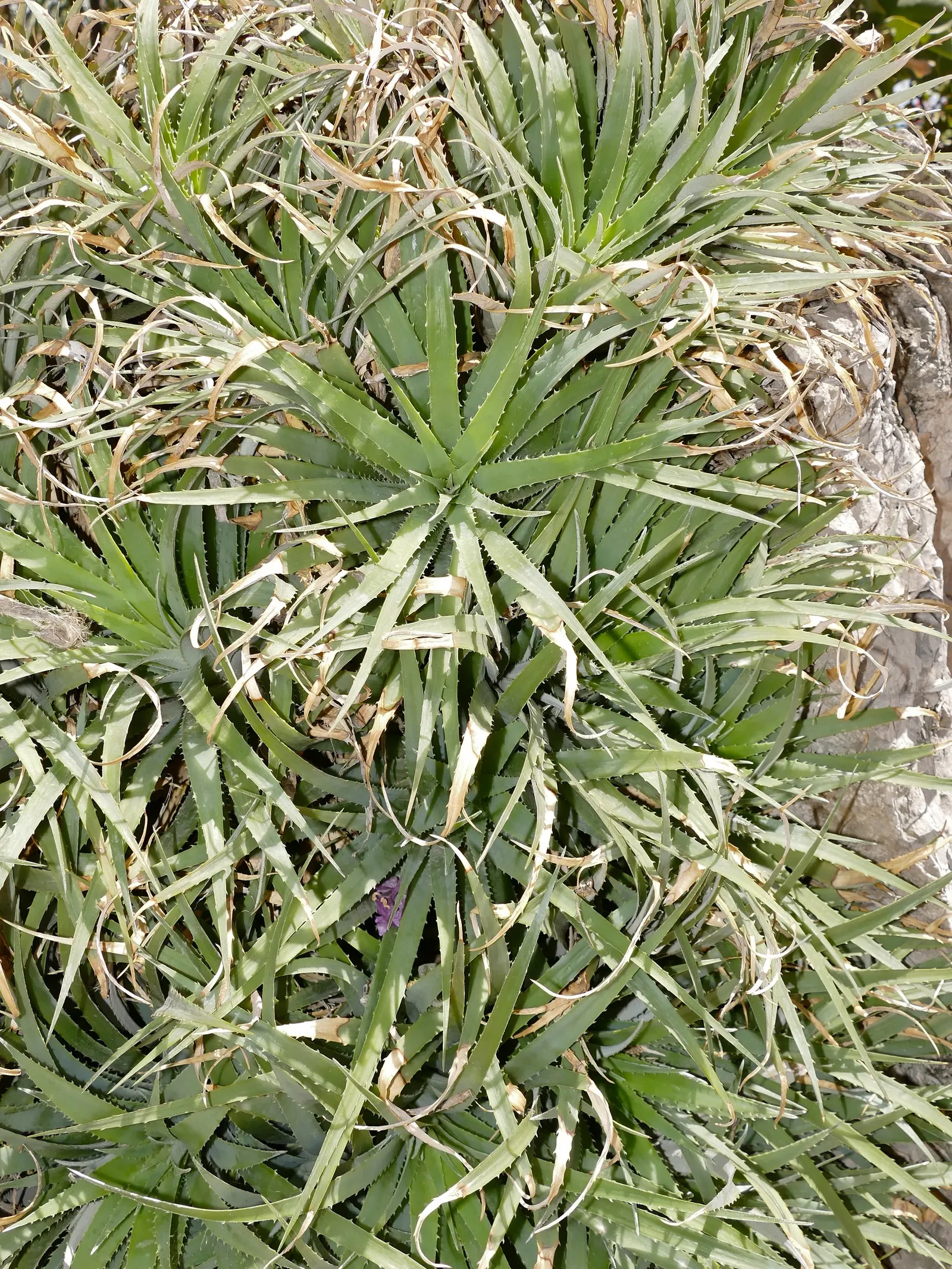 King Of The Bromeliads (Vriesea Hieroglyphica) — with unique hieroglyphic patterns; yet it will also produce a modest bract that blooms infrequently, image 49