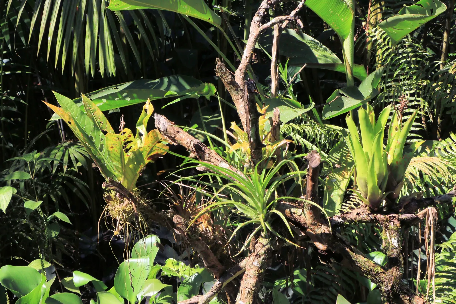 King Of The Bromeliads (Vriesea Hieroglyphica) — Moderate watering ensures a robust display of its singular foliage; succulent for deep shade or shade