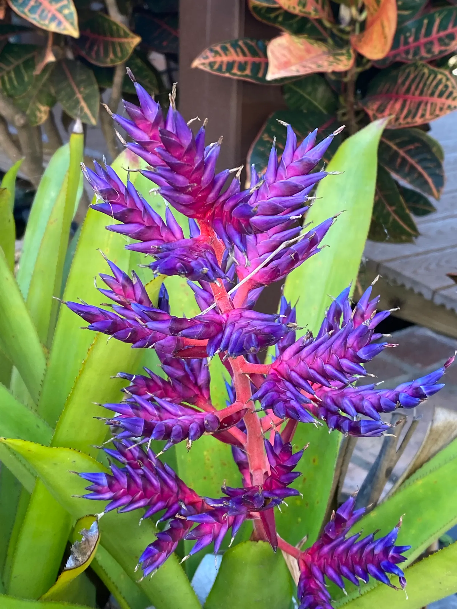 King Of The Bromeliads (Vriesea Hieroglyphica) — Ideal for USDA zones 10-12, it thrives in partial shade with well-draining soil; strap-like leaves reaching up