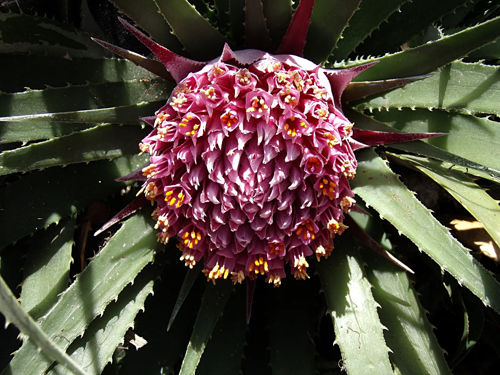 King Of The Bromeliads (Vriesea Hieroglyphica) — Requiring minimal feeding