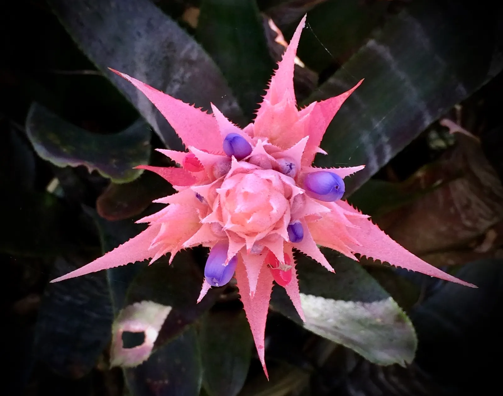 King Of The Bromeliads (Vriesea Hieroglyphica) — Vriesea hieroglyphica, the "King of Bromeliads," is a striking tropical plant; ideal for USDA zones 10-12, it