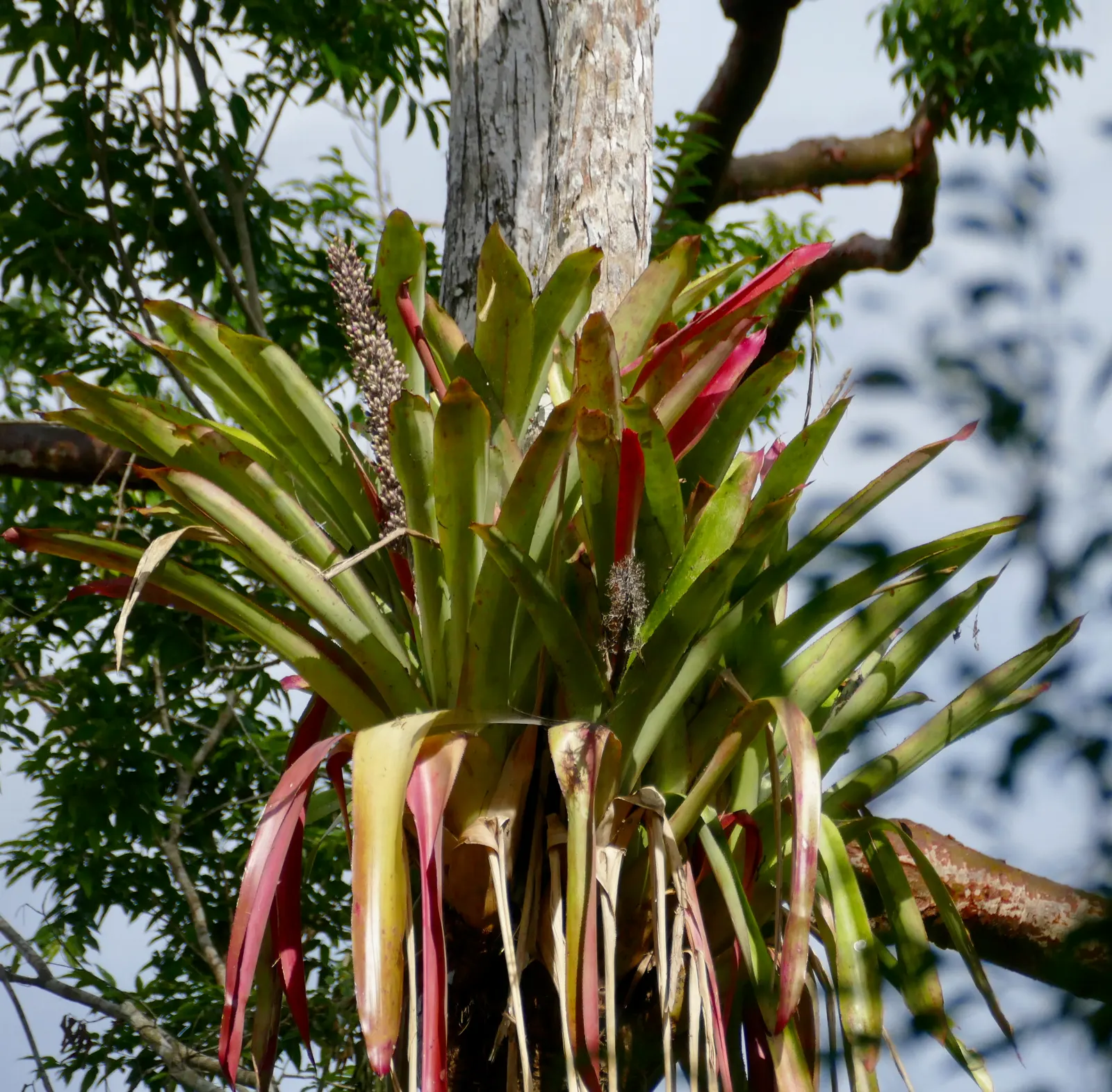 King Of The Bromeliads (Vriesea Hieroglyphica) — Requiring minimal feeding; which echoes its native canopy-shrouded habitat, image 111