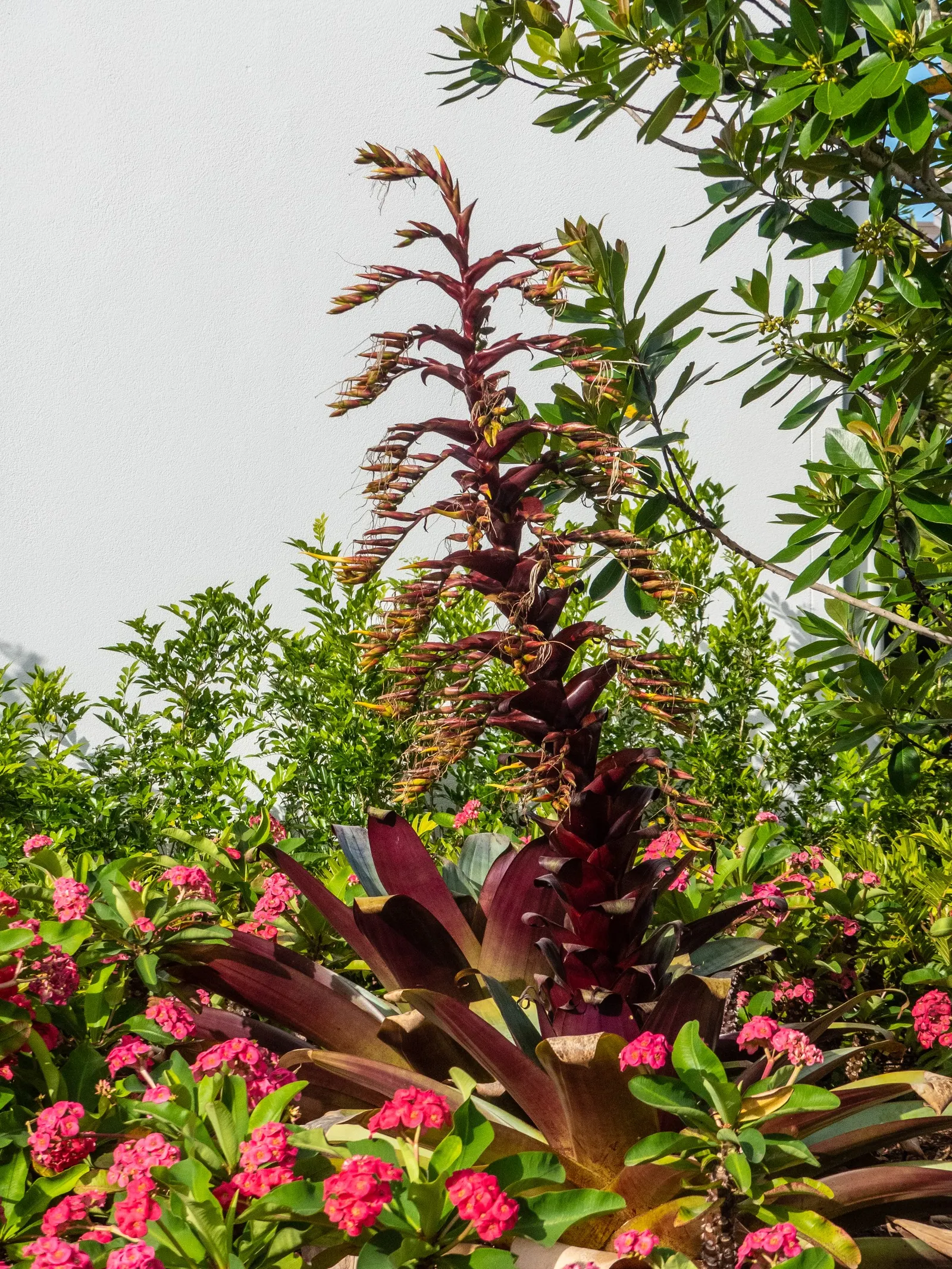 King Of The Bromeliads (Vriesea Hieroglyphica) — yet it will also produce a modest bract that blooms infrequently; lauded as the "King of the Bromeliads,"