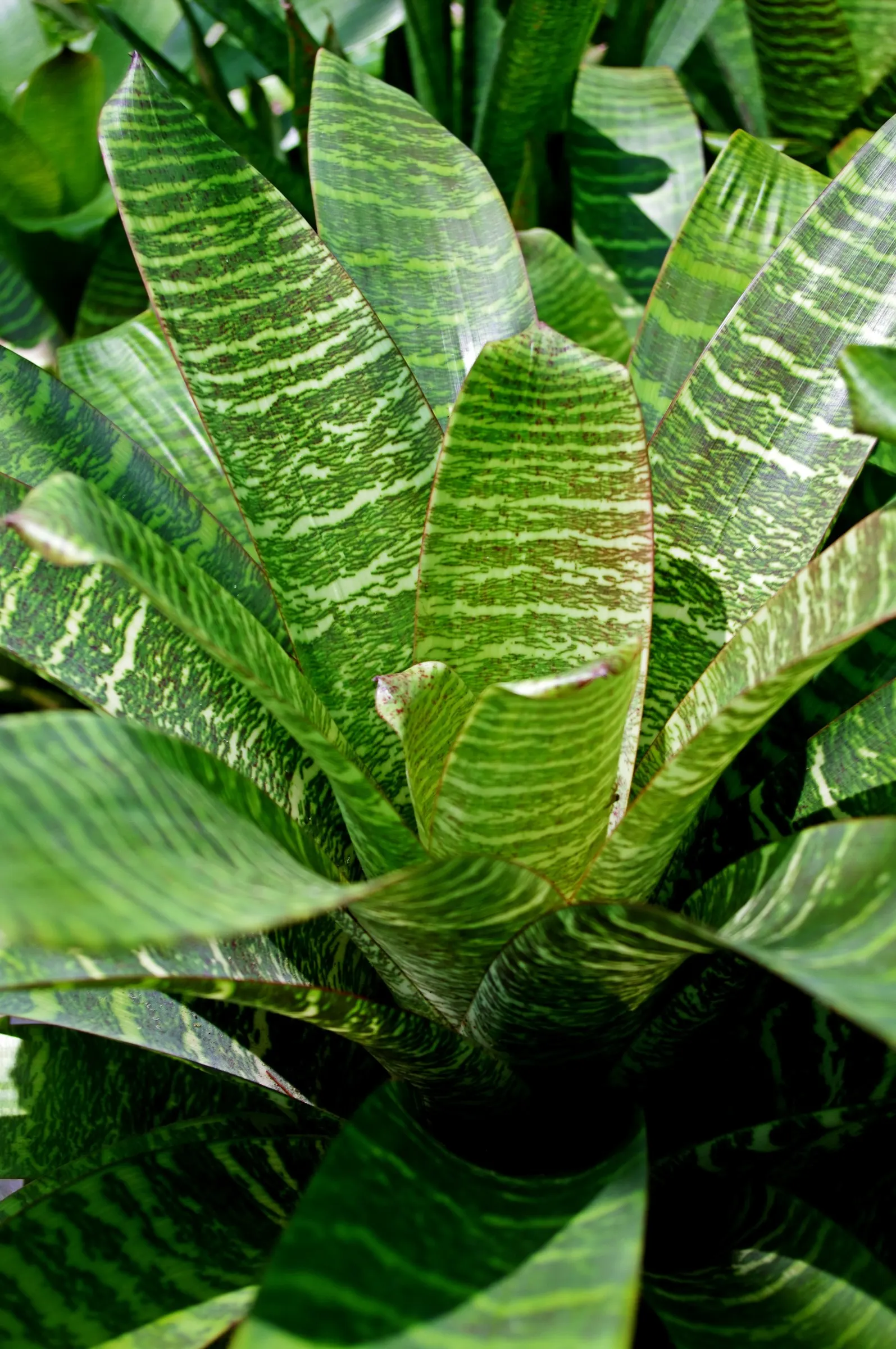 King Of The Bromeliads (Vriesea Hieroglyphica) — making it ideal for placement in areas of partial shade within the landscape; ensure the central, image 85