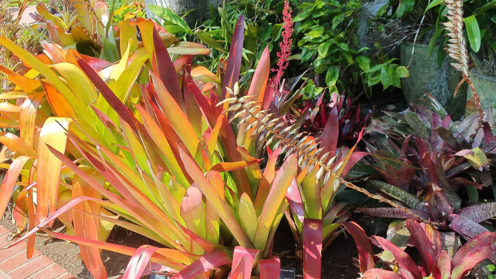 King Of The Bromeliads (Vriesea Hieroglyphica) — This magnificent epiphyte hails from the Brazilian rainforests; red and yellow flowers in the, image 56