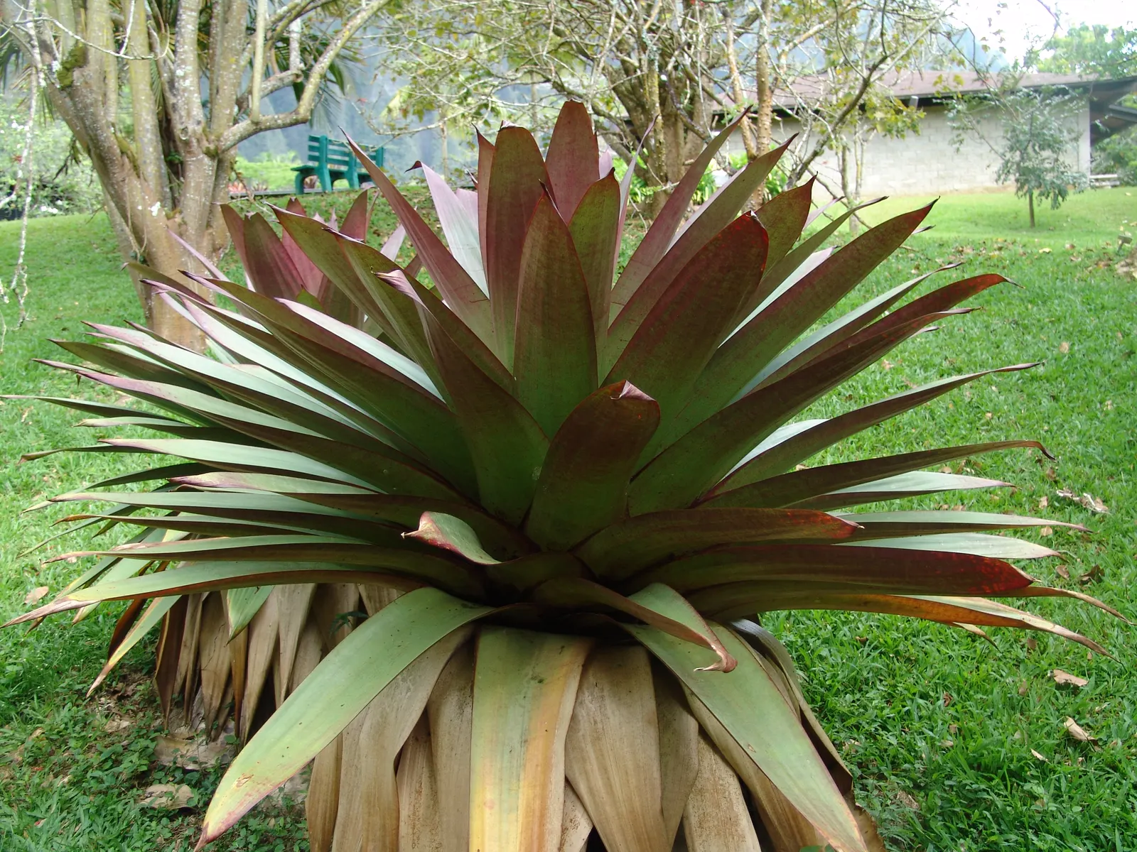King Of The Bromeliads (Vriesea Hieroglyphica) — lavish foliage and stately presence; it demands indirect or filtered light