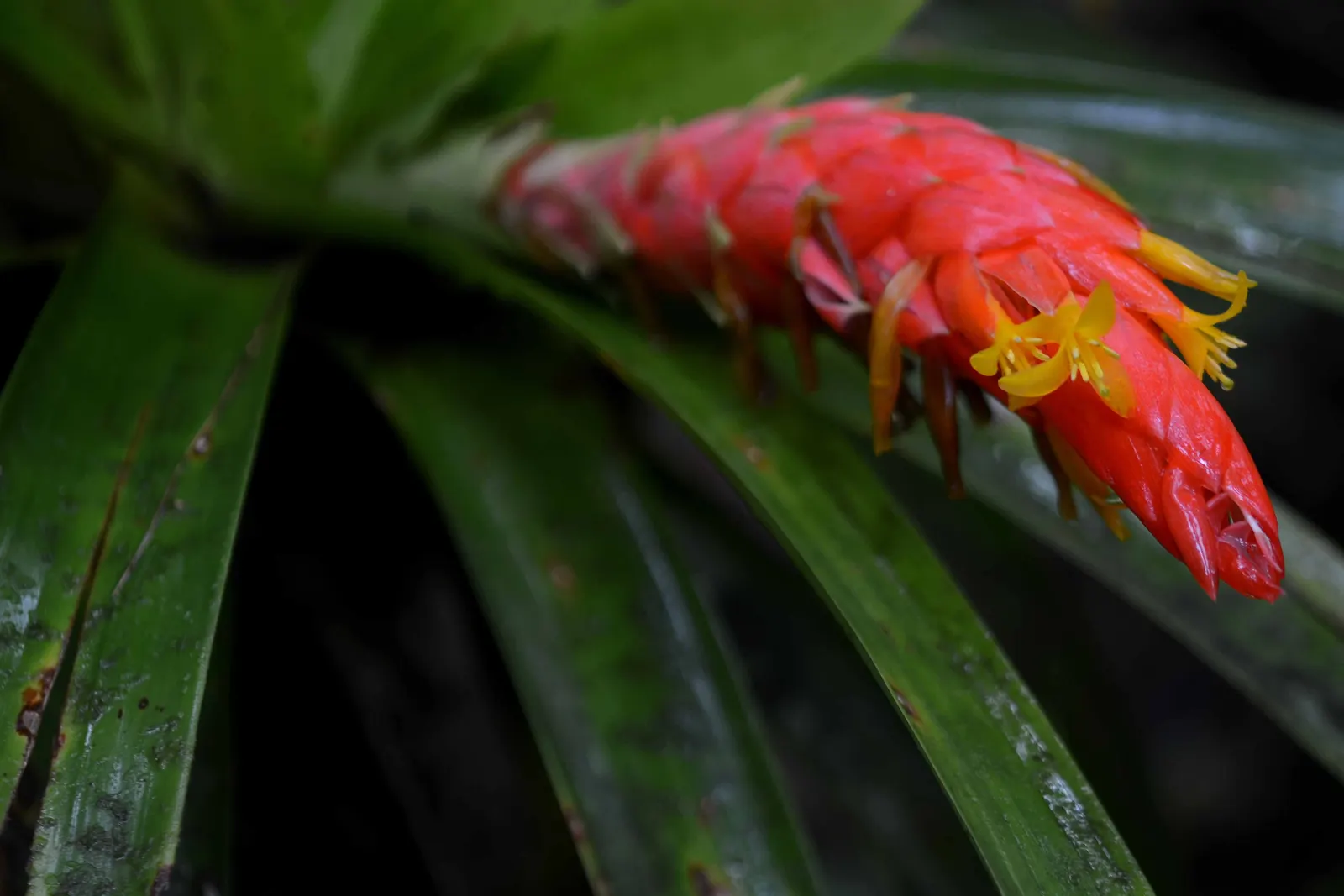 King Of The Bromeliads (Vriesea Hieroglyphica) — Moderate watering ensures a robust display of its singular foliage