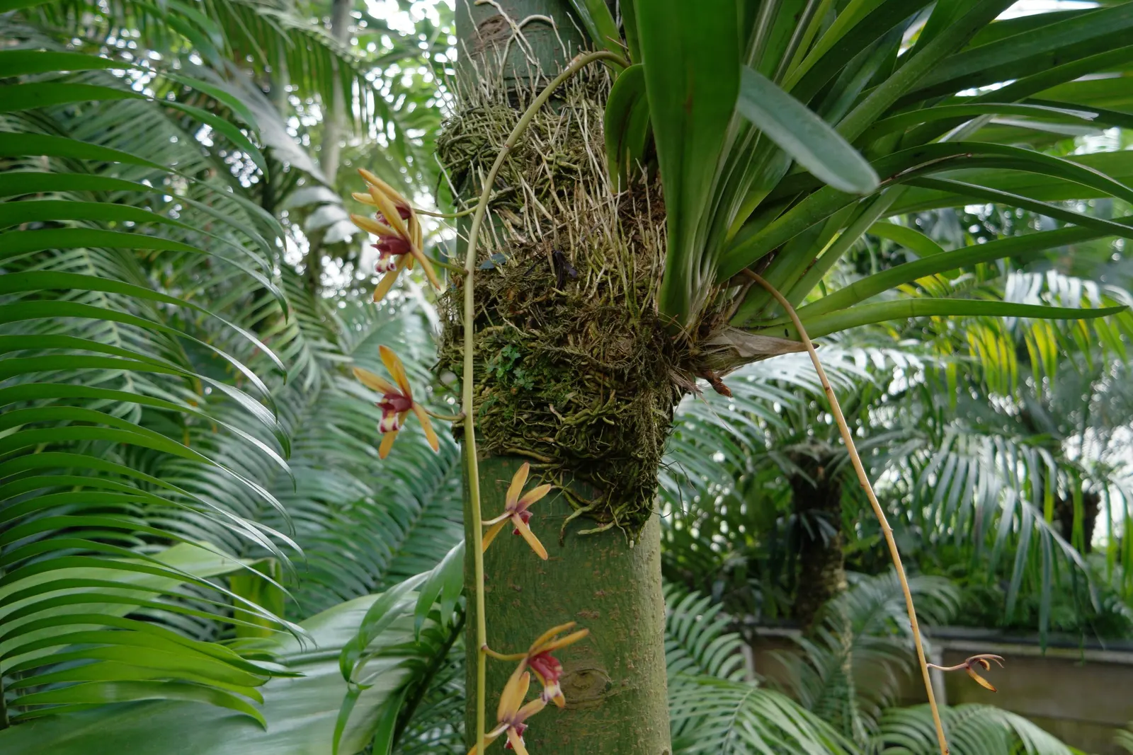 King Of The Bromeliads (Vriesea Hieroglyphica) — Vriesea hieroglyphica, the "King of Bromeliads," is a striking tropical plant; ideal for USDA, image 93