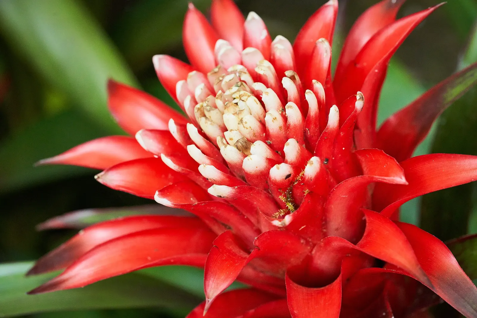 King Of The Bromeliads (Vriesea Hieroglyphica) — making it ideal for placement in areas of partial shade within the landscape; ensure the central, image 62
