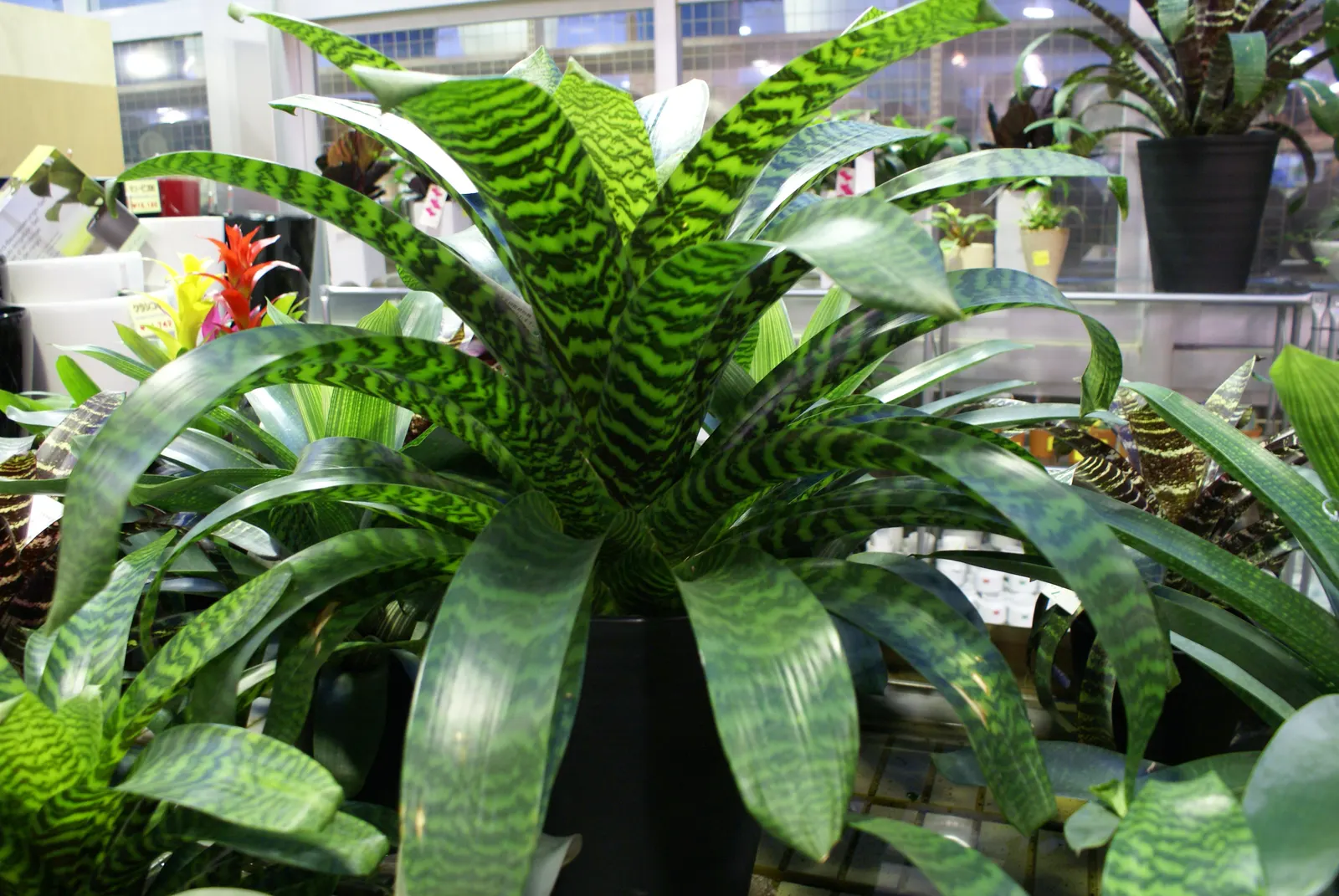 King Of The Bromeliads (Vriesea Hieroglyphica) — succulent for deep shade or shade; water-soluble fertilizer at quarter strength during the growing, image 92