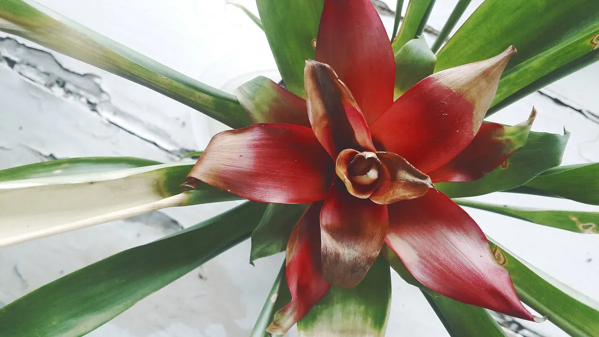 King Of The Bromeliads (Vriesea Hieroglyphica) — Moderate watering ensures a robust display of its singular foliage; succulent for deep shade or, image 53