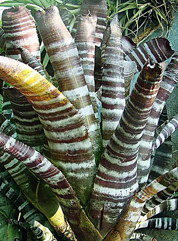 King Of The Bromeliads (Vriesea Hieroglyphica) — This magnificent epiphyte hails from the Brazilian rainforests