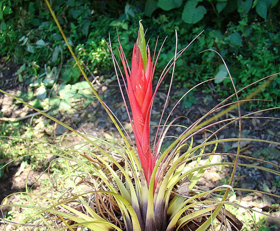 King Of The Bromeliads (Vriesea Hieroglyphica) — ensure the central cup is filled while maintaining moist; vriesea hieroglyphica, the "King of, image 86