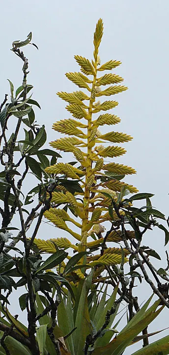 King Of The Bromeliads (Vriesea Hieroglyphica) — thriving best in temperatures ranging from 60 to 85 degrees Fahrenheit; requiring minimal feeding