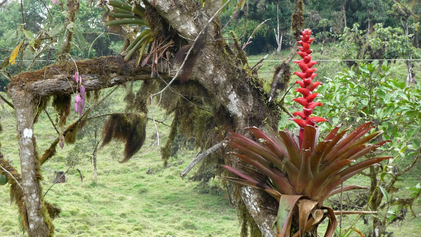 King Of The Bromeliads (Vriesea Hieroglyphica) — hieroglyphic-like light green bands that contrast beautifully against its darker green backdrop, image 81
