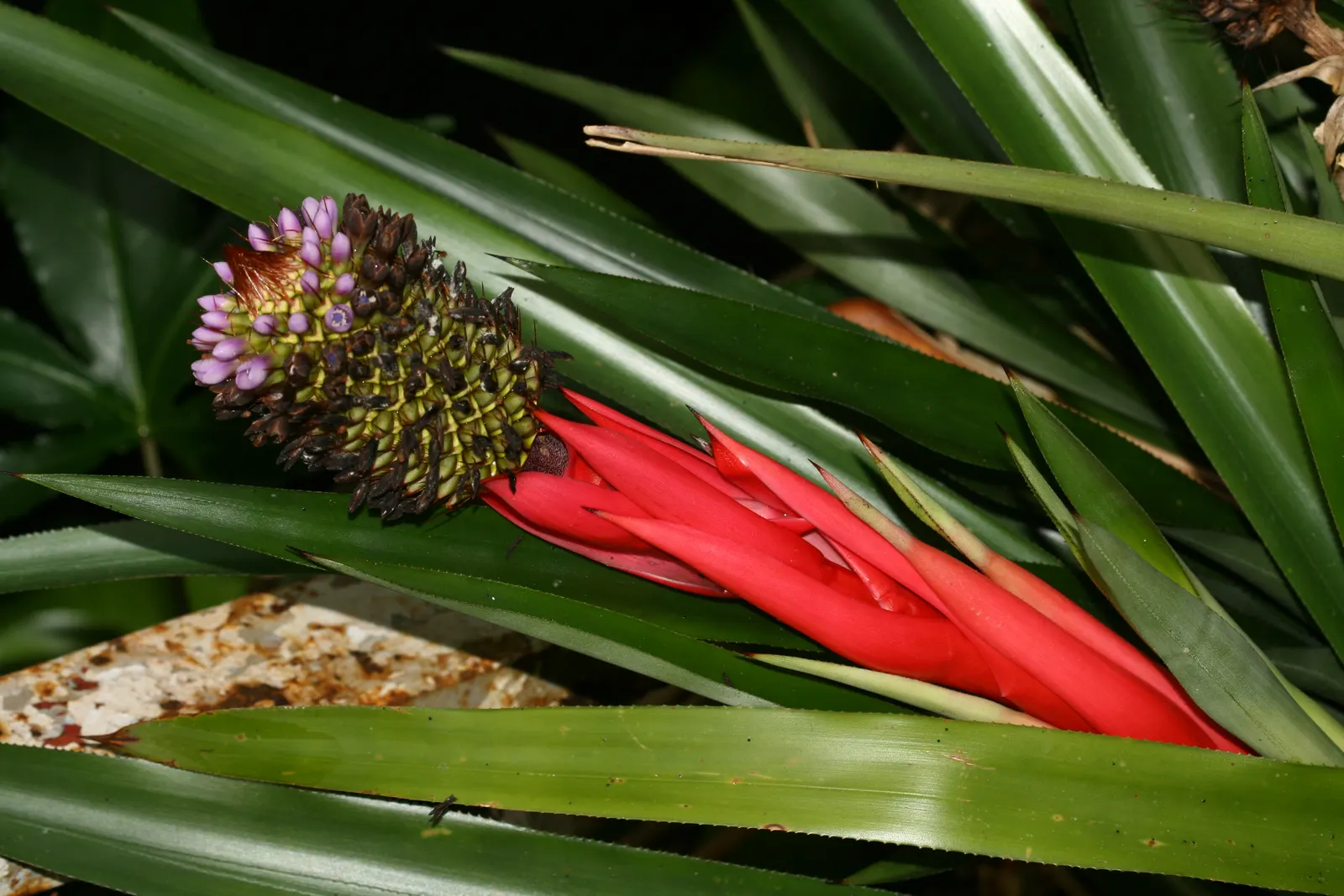 King Of The Bromeliads (Vriesea Hieroglyphica) — which echoes its native canopy-shrouded habitat