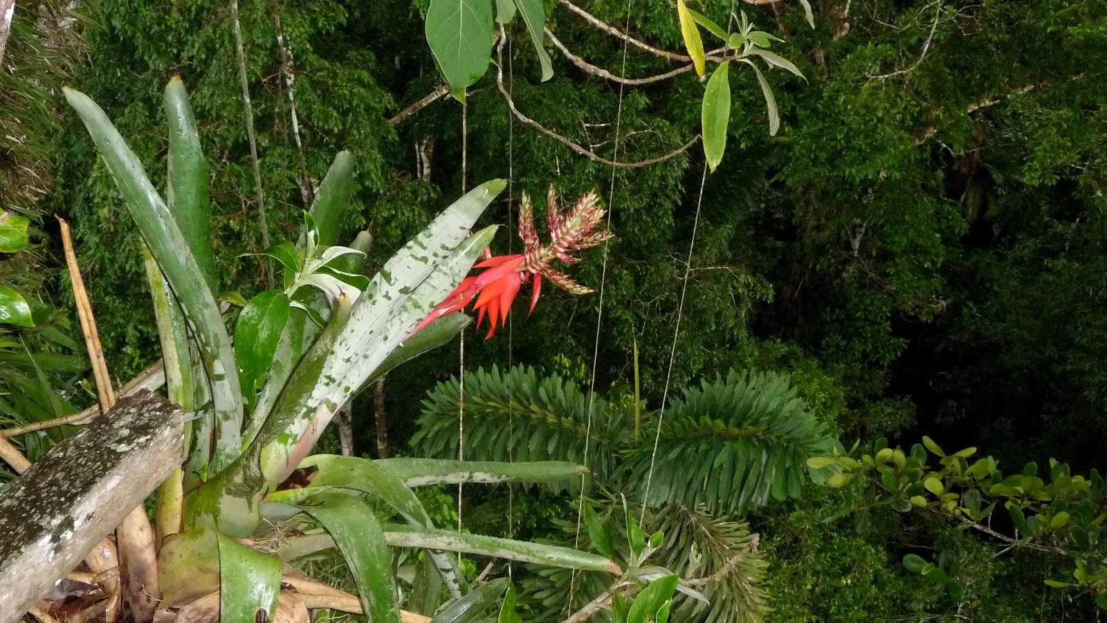 King Of The Bromeliads (Vriesea Hieroglyphica) — This epiphytic specimen prefers humid conditions; lavish foliage and stately presence, image 51