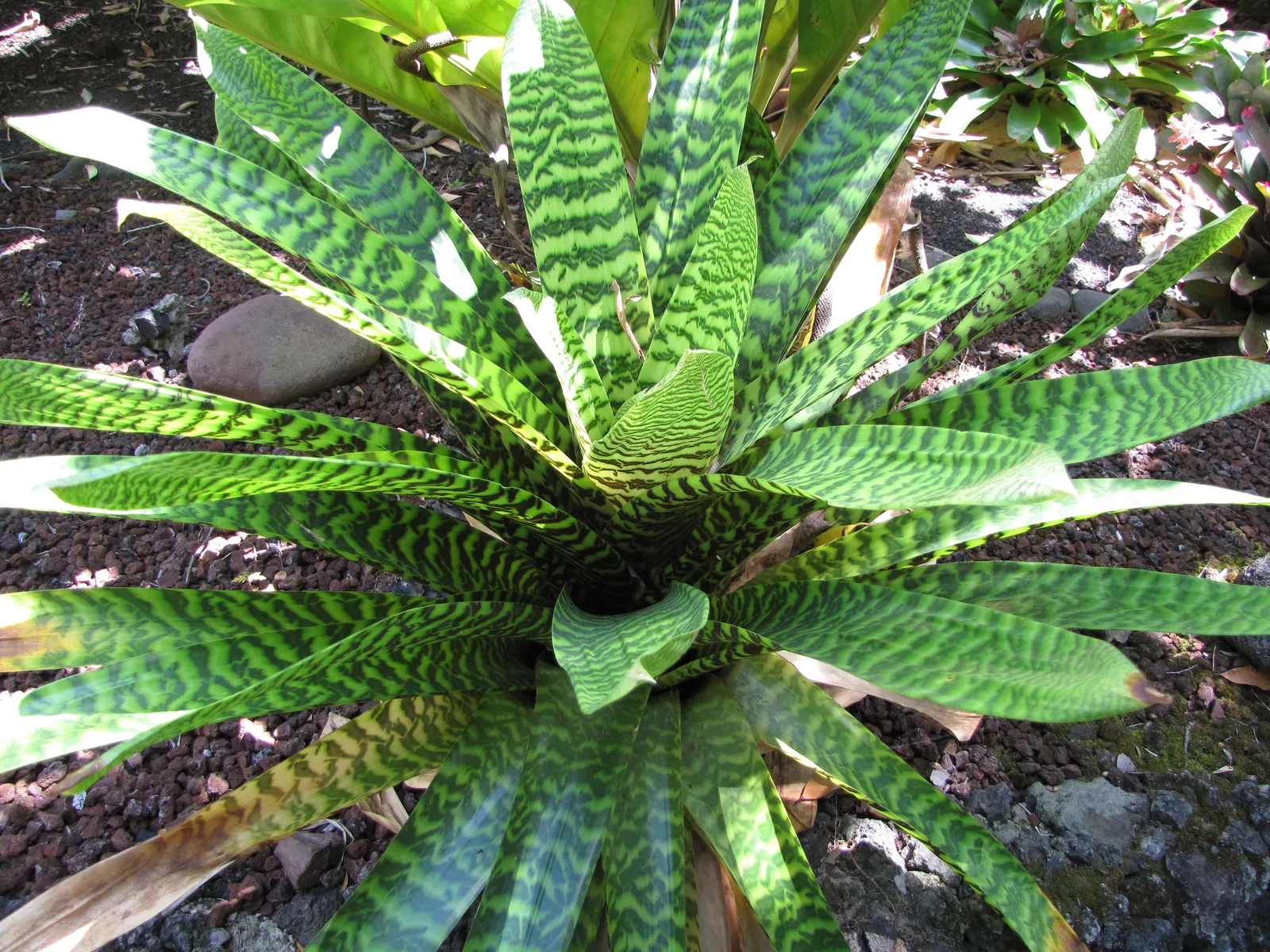 King Of The Bromeliads (Vriesea Hieroglyphica) — ensure the central cup is filled while maintaining moist; vriesea hieroglyphica, the "King of, image 109