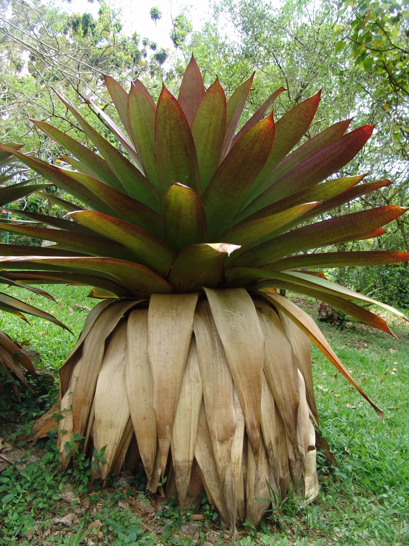 King Of The Bromeliads (Vriesea Hieroglyphica) — lauded as the "King of the Bromeliads," presents a regal addition to any garden with its, image 54