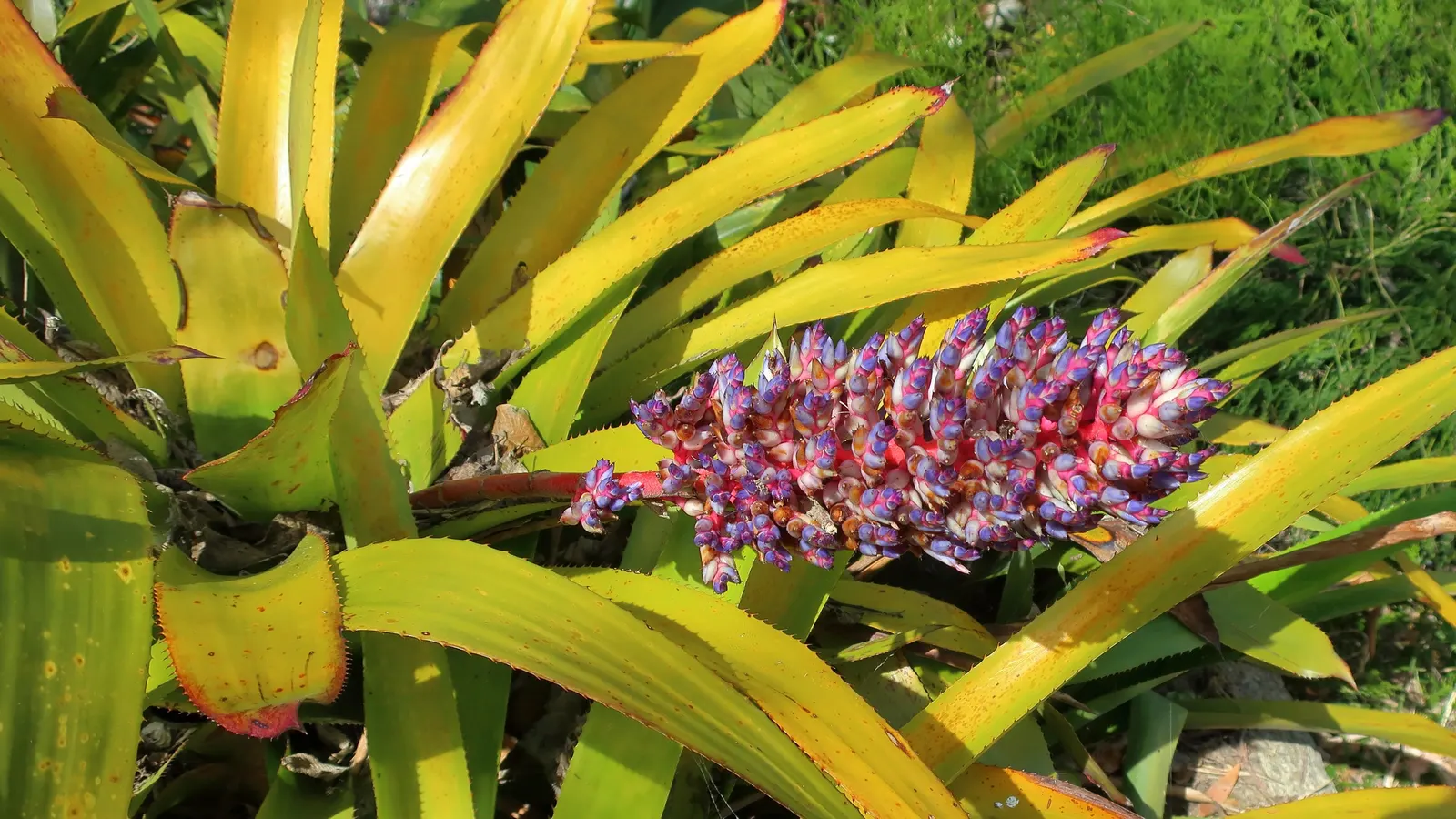 King Of The Bromeliads (Vriesea Hieroglyphica) — strap-like leaves reaching up to 3 feet in length; the Vriesea hieroglyphica boasts striking, image 48