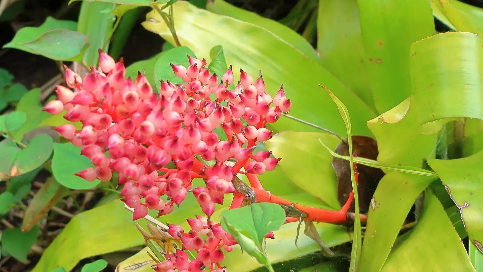 King Of The Bromeliads (Vriesea Hieroglyphica) — ensure the central cup is filled while maintaining moist; vriesea hieroglyphica, the "King of Bromeliads," is
