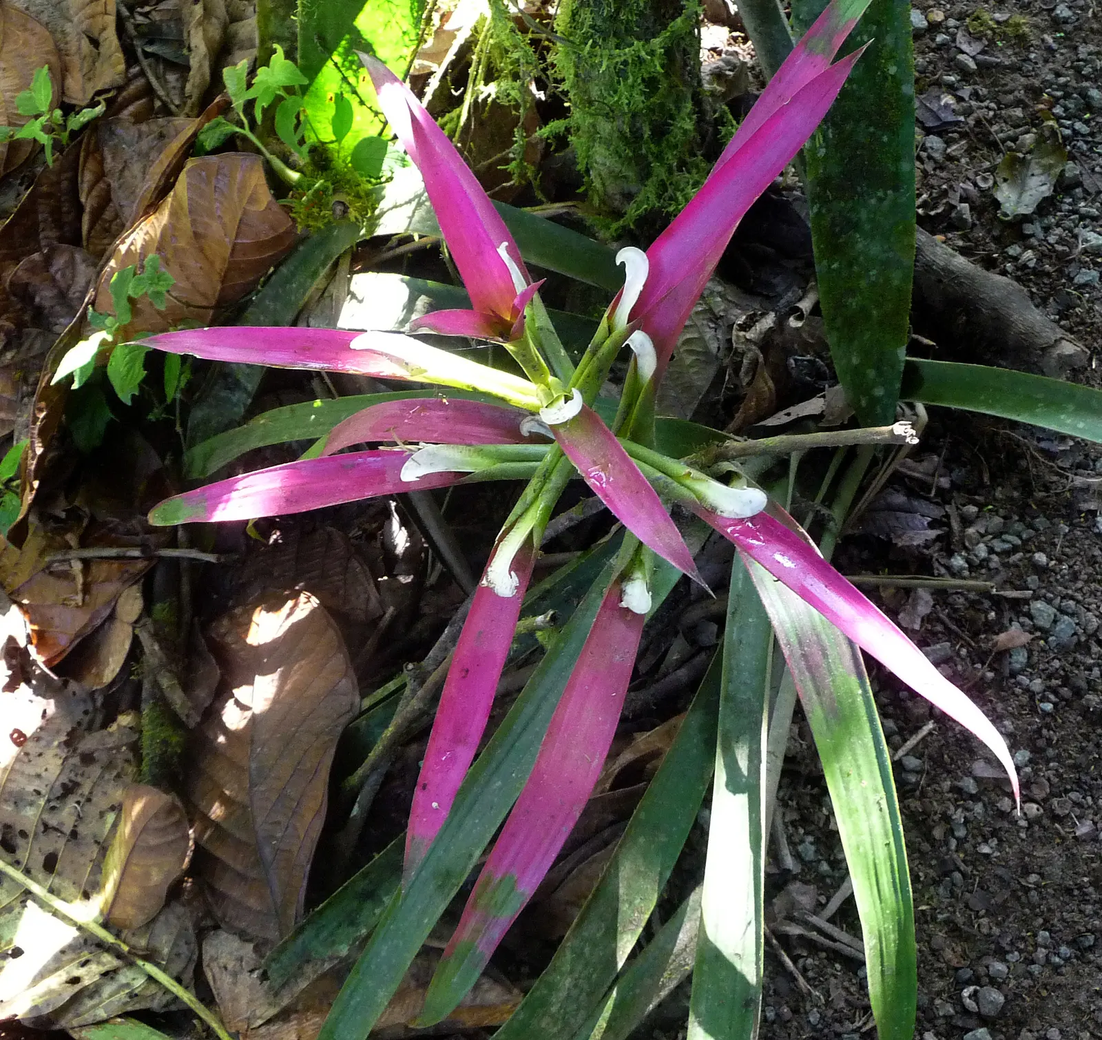 King Of The Bromeliads (Vriesea Hieroglyphica) — succulent for deep shade or shade; water-soluble fertilizer at quarter strength during the growing, image 69
