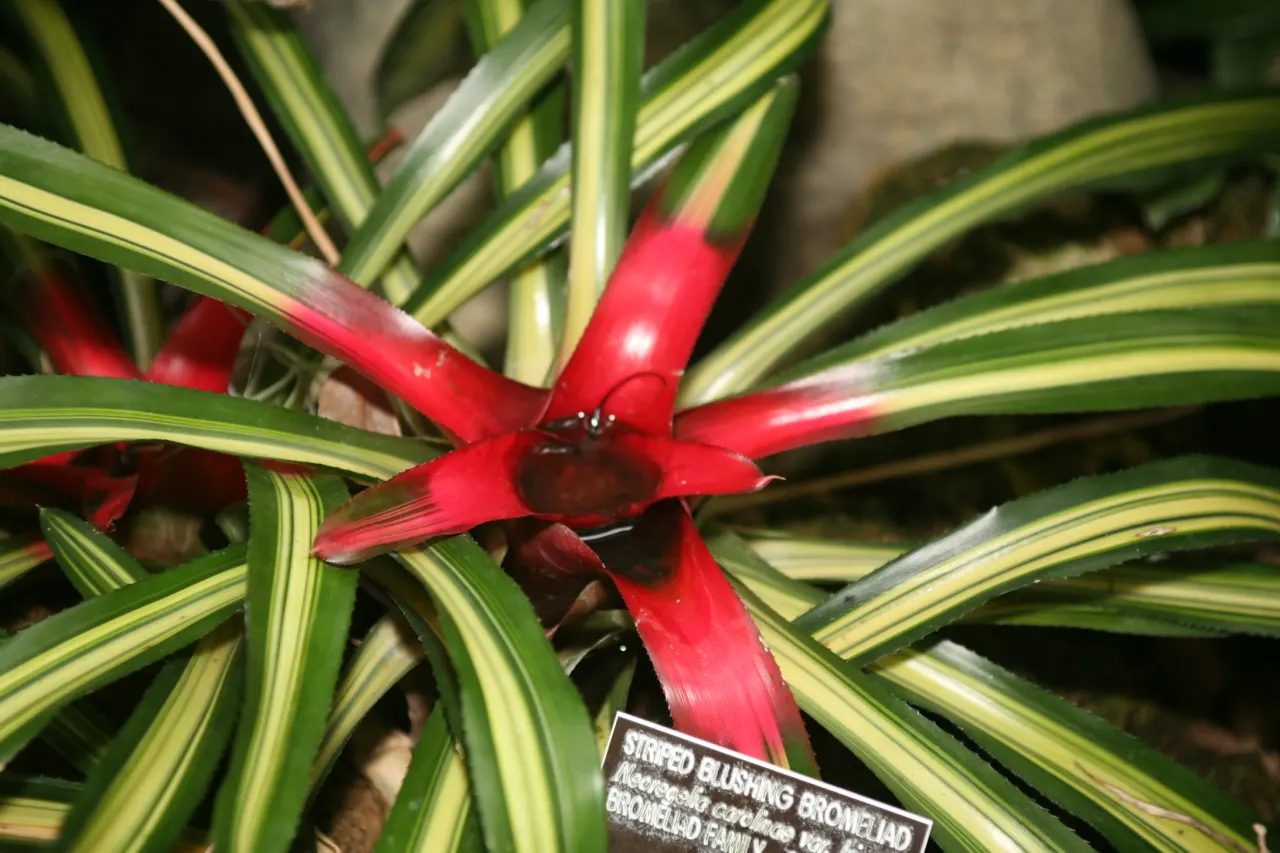 King Of The Bromeliads (Vriesea Hieroglyphica) — yet it will also produce a modest bract that blooms infrequently