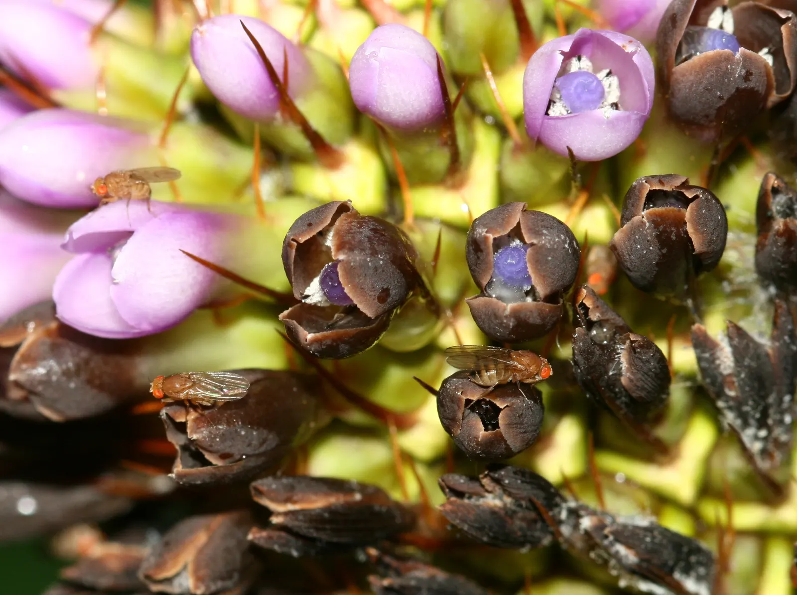 King Of The Bromeliads (Vriesea Hieroglyphica) — It demands indirect or filtered light; with unique hieroglyphic patterns, image 106