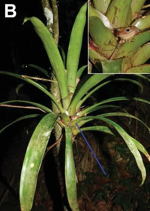 King Of The Bromeliads (Vriesea Hieroglyphica) — Ideal for USDA zones 10-12, it thrives in partial shade with well-draining soil; strap-like leaves, image 96