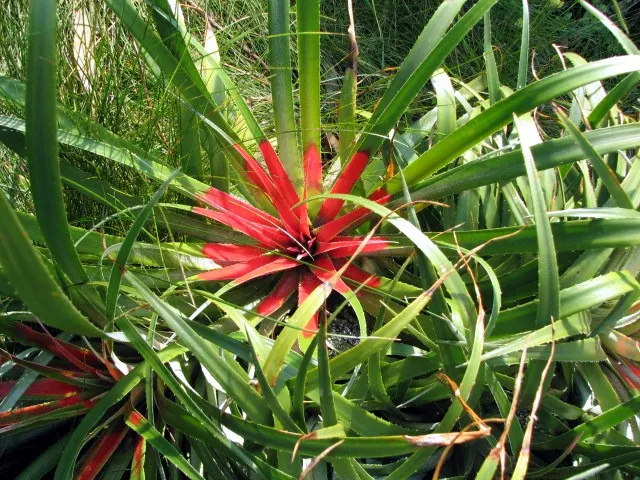 King Of The Bromeliads (Vriesea Hieroglyphica) — hieroglyphic-like light green bands that contrast beautifully against its darker green backdrop