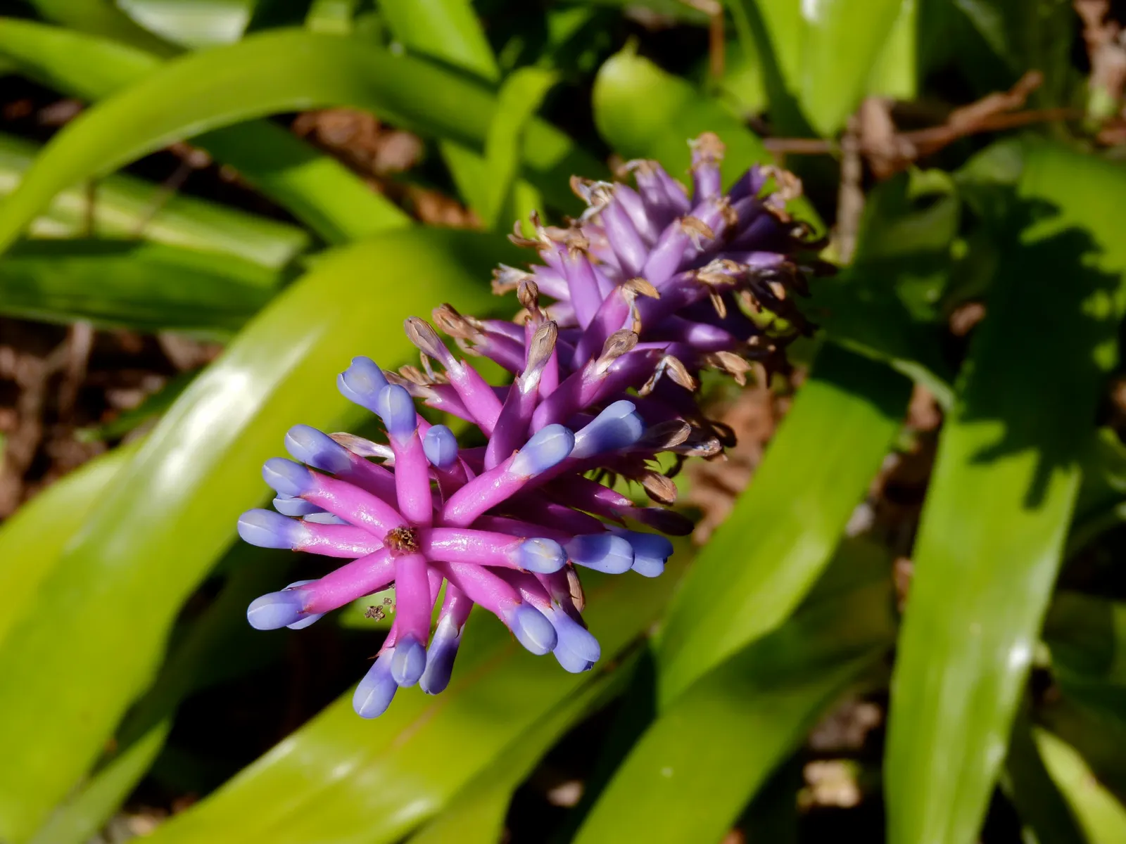 King Of The Bromeliads (Vriesea Hieroglyphica) — red and yellow flowers in the garden; making it perfect for accentuating woodland settings or as a, image 67