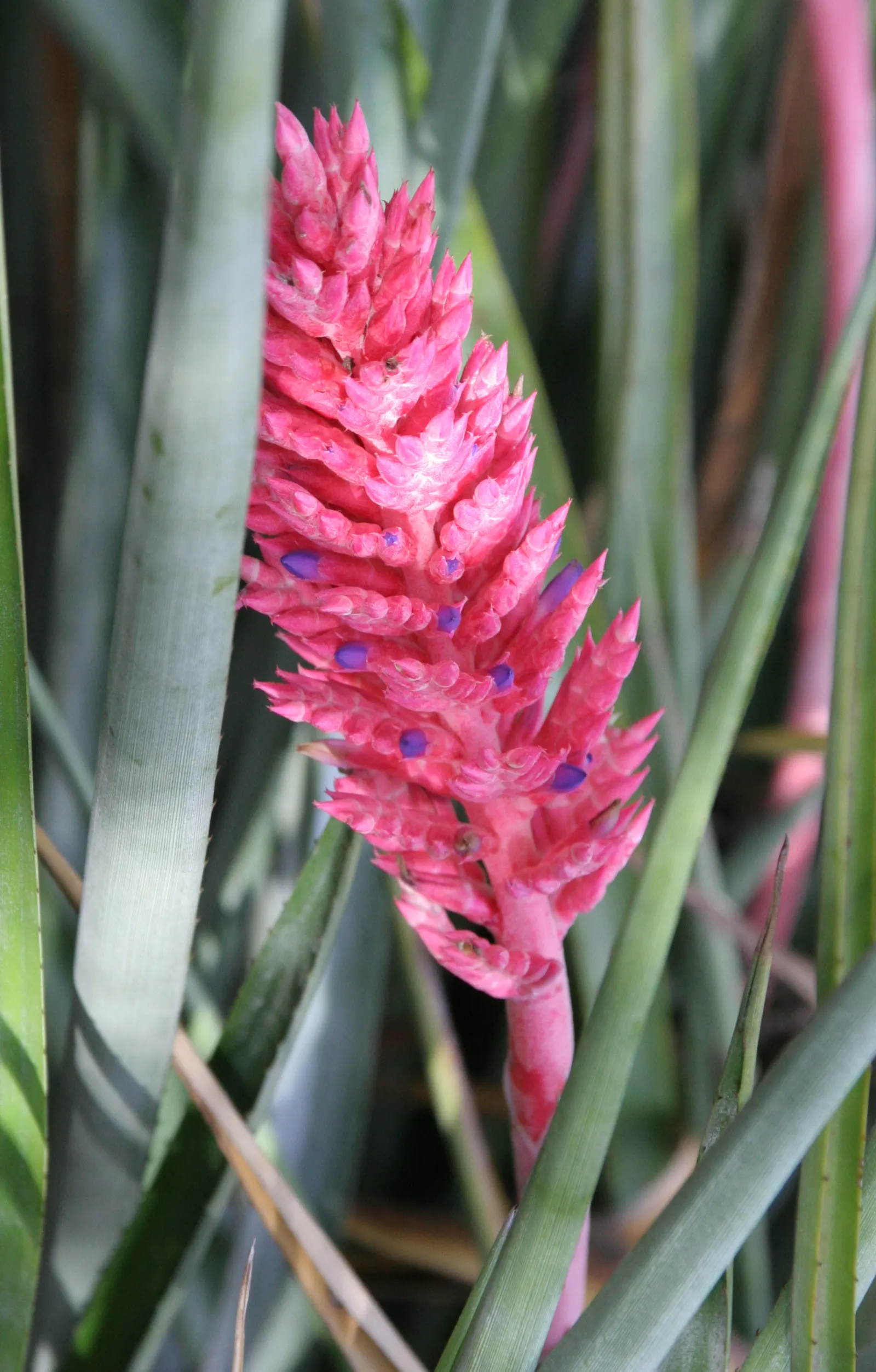 King Of The Bromeliads (Vriesea Hieroglyphica) — Moderate watering ensures a robust display of its singular foliage; succulent for deep shade or, image 99