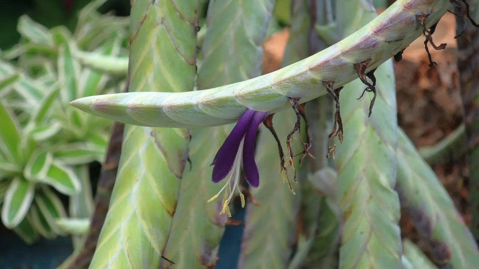 King Of The Bromeliads (Vriesea Hieroglyphica) — red and yellow flowers in the garden; making it perfect for accentuating woodland settings or as a, image 113