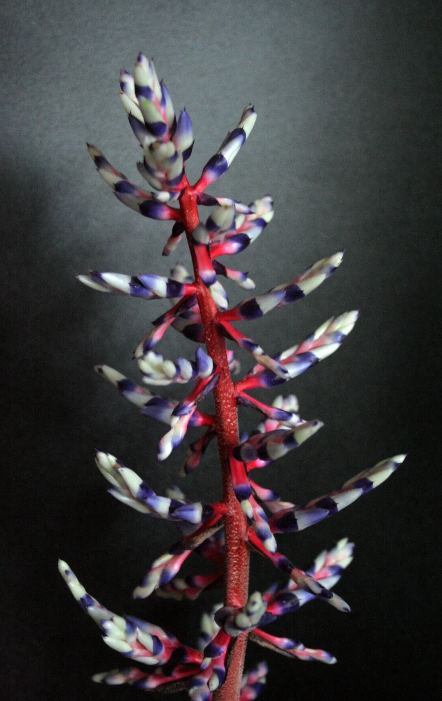 King Of The Bromeliads (Vriesea Hieroglyphica) — making it ideal for placement in areas of partial shade within the landscape