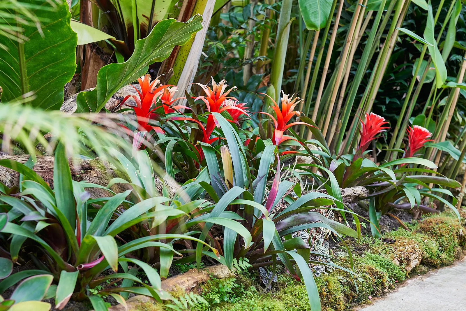 King Of The Bromeliads (Vriesea Hieroglyphica) — This magnificent epiphyte hails from the Brazilian rainforests; red and yellow flowers in the garden
