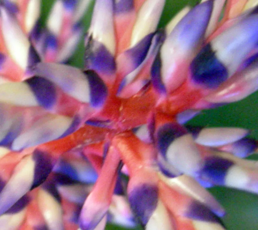 King Of The Bromeliads (Vriesea Hieroglyphica) — succulent for deep shade or shade; water-soluble fertilizer at quarter strength during the growing, image 115