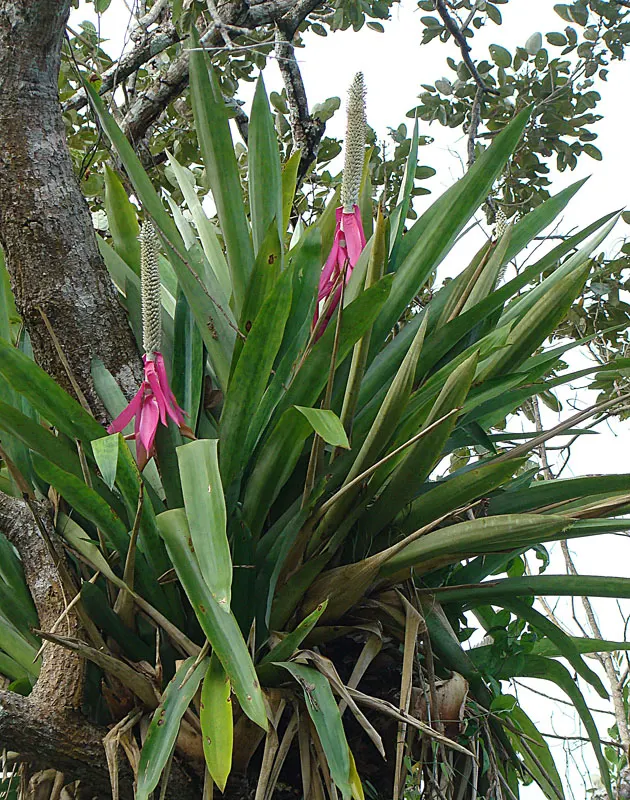 King Of The Bromeliads (Vriesea Hieroglyphica) — thriving best in temperatures ranging from 60 to 85 degrees Fahrenheit