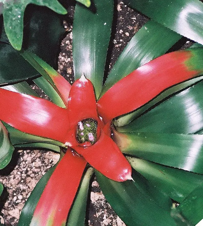 King Of The Bromeliads (Vriesea Hieroglyphica) — Ideal for USDA zones 10-12, it thrives in partial shade with well-draining soil