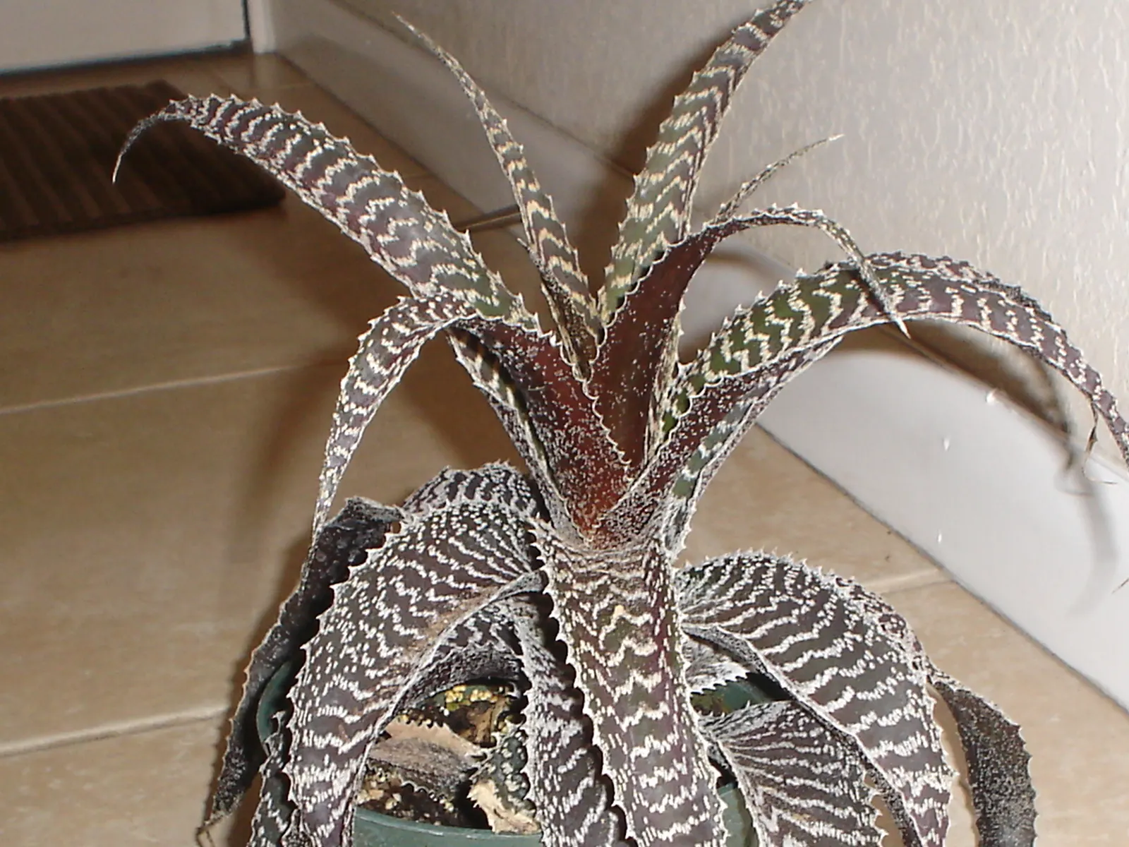 King Of The Bromeliads (Vriesea Hieroglyphica) — hieroglyphic-like light green bands that contrast beautifully against its darker green backdrop, image 104