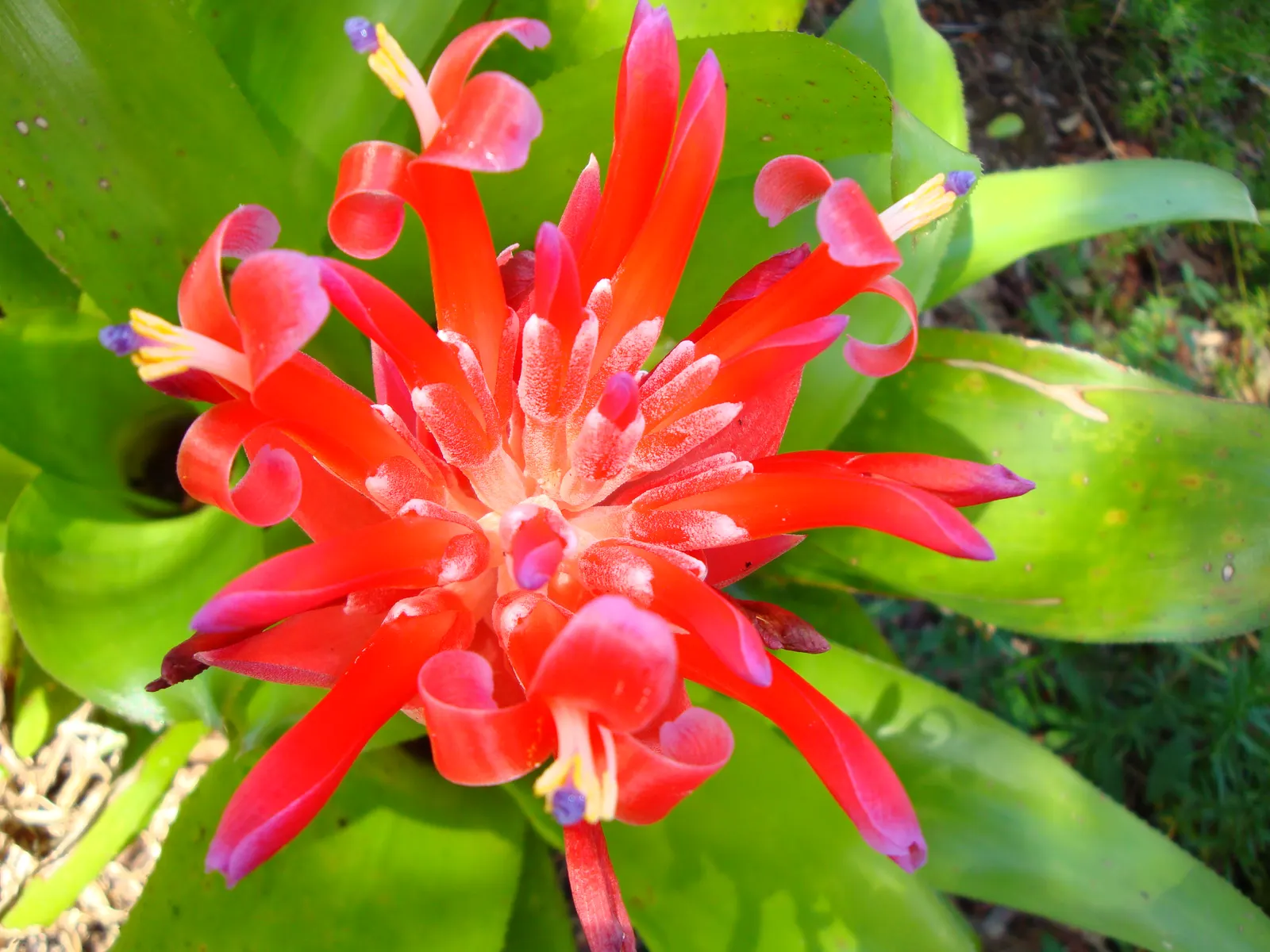 King Of The Bromeliads (Vriesea Hieroglyphica) — hieroglyphic-like light green bands that contrast beautifully against its darker green backdrop, image 58