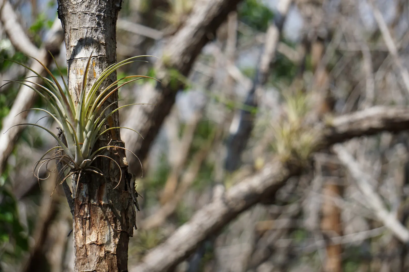 King Of The Bromeliads (Vriesea Hieroglyphica) — succulent for deep shade or shade