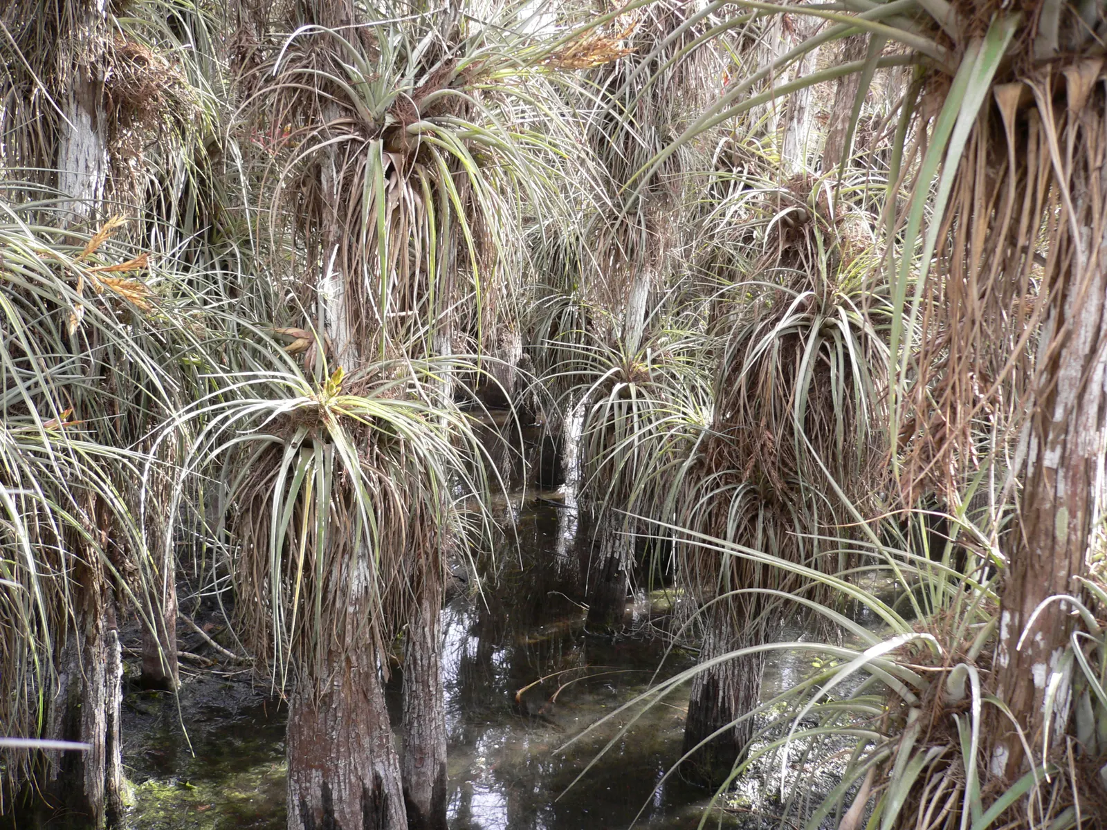 King Of The Bromeliads (Vriesea Hieroglyphica) — the Vriesea hieroglyphica boasts striking; this epiphytic specimen prefers humid conditions, image 103