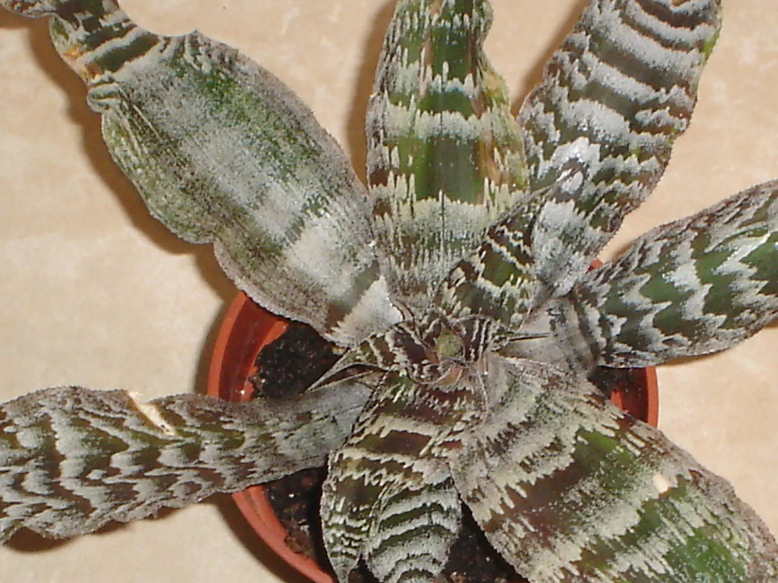 King Of The Bromeliads (Vriesea Hieroglyphica) — lauded as the "King of the Bromeliads," presents a regal addition to any garden with its, image 77