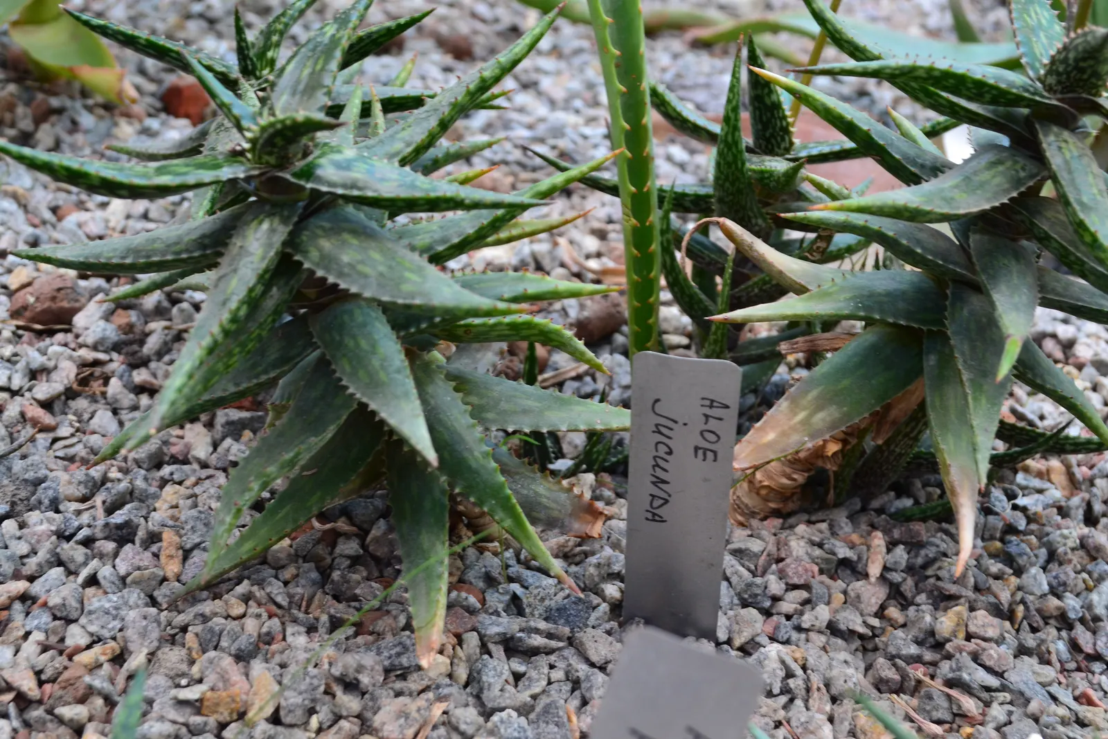 King Of The Bromeliads (Vriesea Hieroglyphica) — water-soluble fertilizer at quarter strength during the growing season will suffice; succulent, image 112