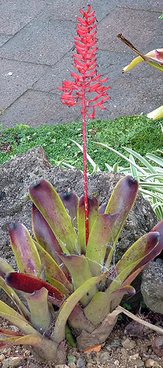 King Of The Bromeliads (Vriesea Hieroglyphica) — succulent with red and yellow blooms; thriving best in temperatures ranging from 60 to 85 degrees, image 114