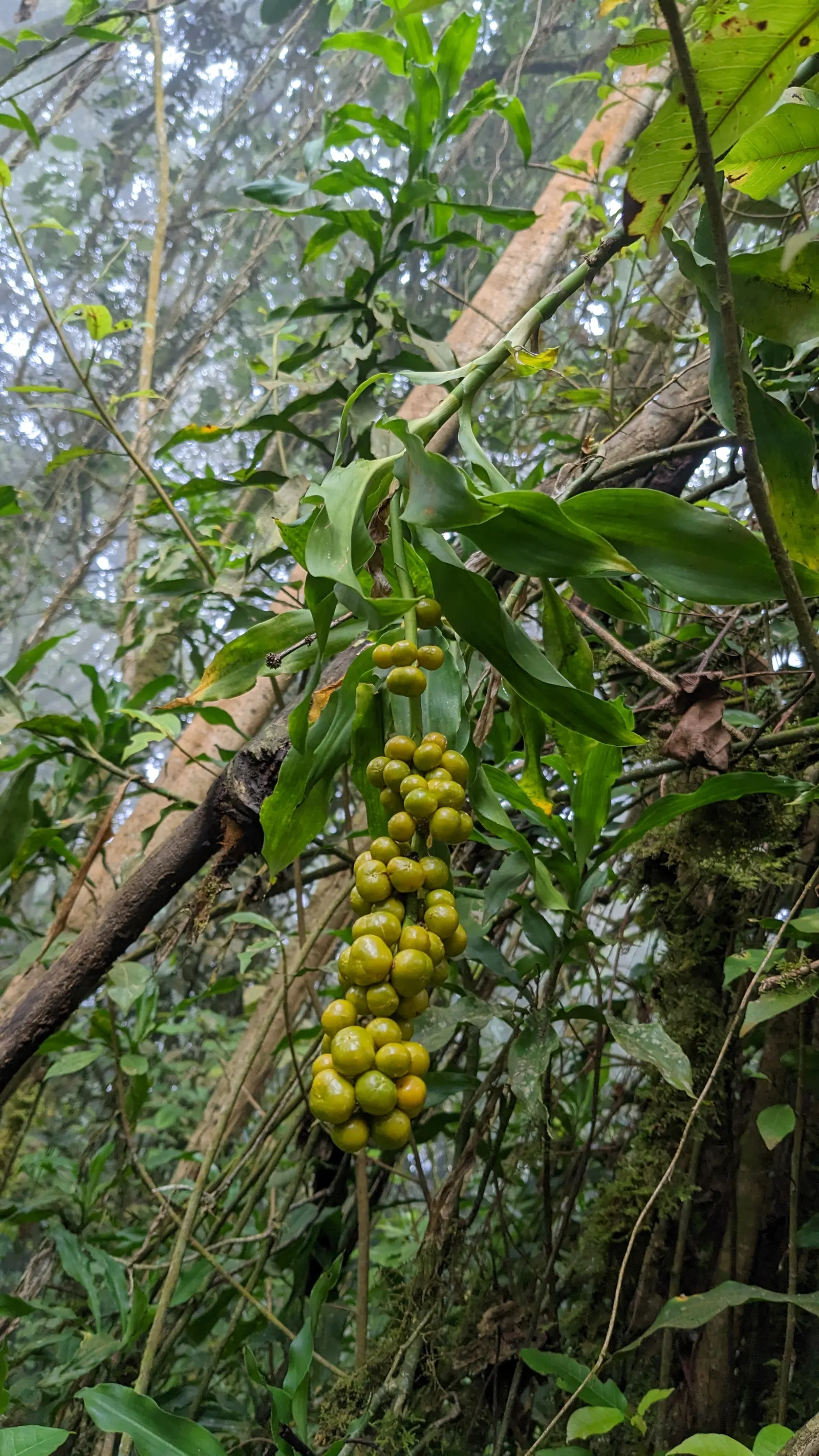 King Of The Bromeliads (Vriesea Hieroglyphica) — strap-like leaves reaching up to 3 feet in length; the Vriesea hieroglyphica boasts striking, image 71